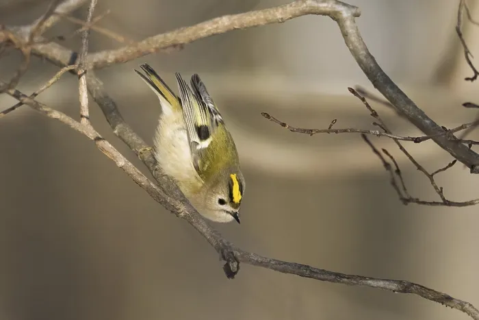 Framed Print : A goldcrest (Regulus regulus) shows acrobatic skills on a branch in a wintry environment