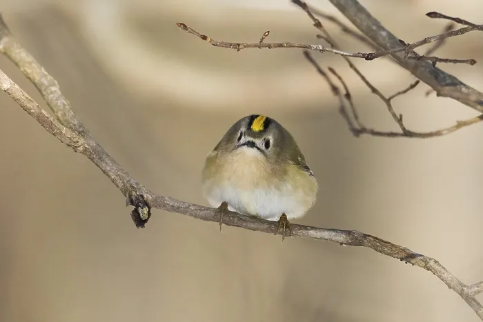 Framed Print : A goldcrest (Regulus regulus) sits curiously on a thin branch in a wintry landscape