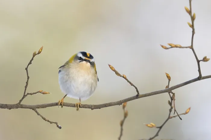 Framed Print : A goldcrest (Regulus regulus) sits on a delicate branch with fresh buds in a spring-like atmosphere Framed Print : A goldcrest (Regulus regulus) sits on a delicate branch with fresh buds in a spring-like atmosphere