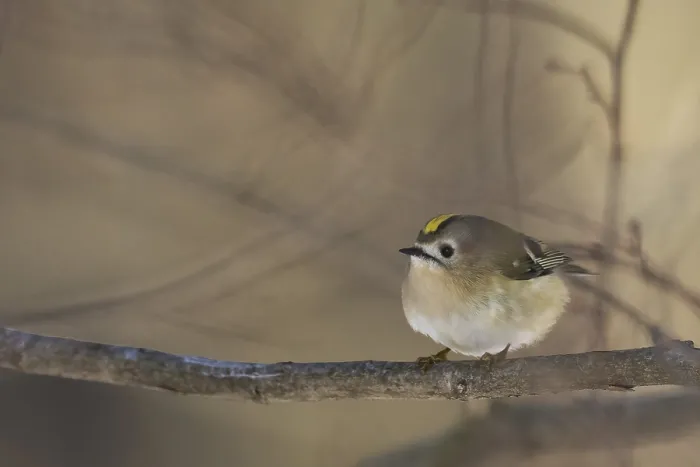 Framed Print : A goldcrest (Regulus regulus) sits quietly on a branch in a wintry atmosphere Framed Print : A goldcrest (Regulus regulus) sits quietly on a branch in a wintry atmosphere