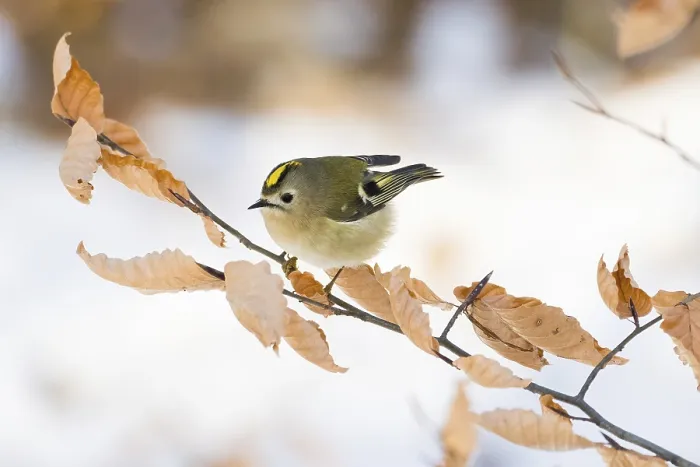 Framed Print : A goldcrest (Regulus regulus) sitting on a branch with dry leaves Framed Print : A goldcrest (Regulus regulus) sitting on a branch with dry leaves