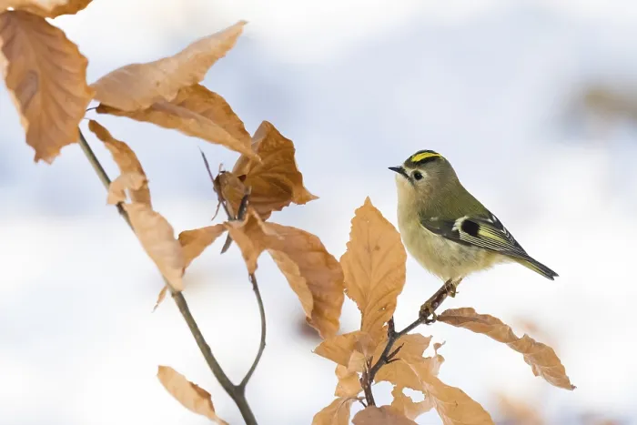 Framed Print : A goldcrest (Regulus regulus) sitting on a branch with dry leaves in winter