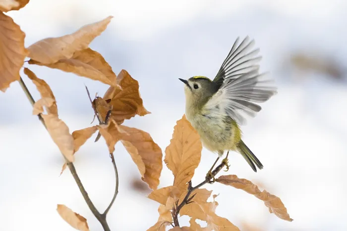 Framed Print : A goldcrest (Regulus regulus) taking off from a branch with dry leaves