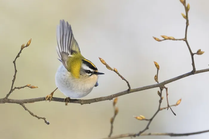 Framed Print : A goldcrest (Regulus regulus) taking off from a branch with fresh buds
