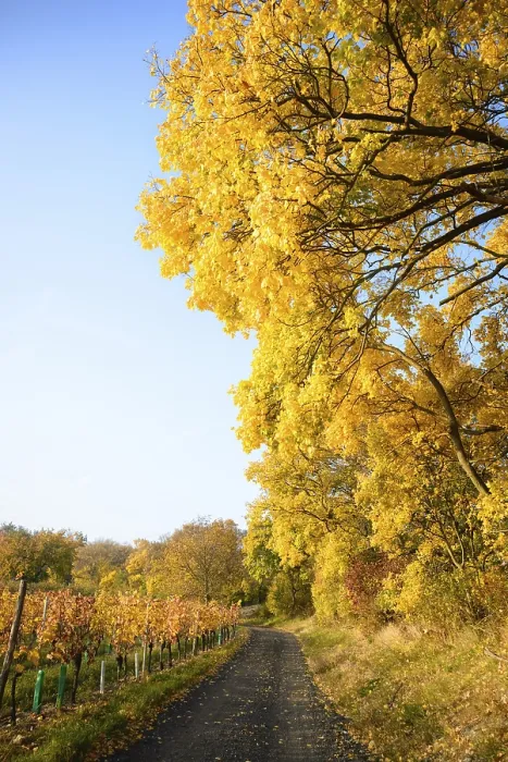 Framed Print : Golden Autumn forest landscape with big vibrant trees