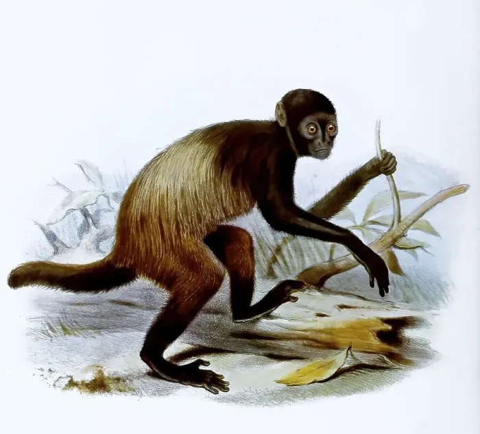 Framed Print : Golden-backed uakari (Cacajao melanocephalus) or Black Uakari Framed Print : Golden-backed uakari (Cacajao melanocephalus) or Black Uakari