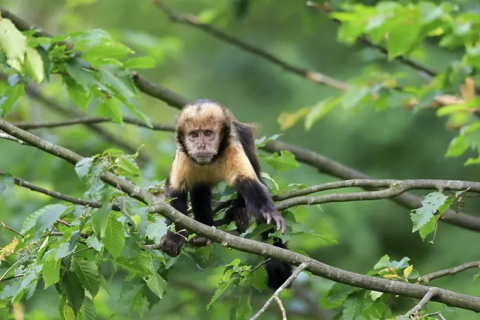 Framed Print : Golden-bellied capuchin (Sapajus xanthosternos)