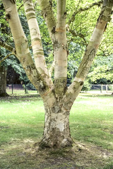 Framed Print : Golden birch (Betula ermanii Blush')
