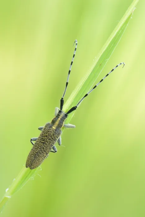 Framed Print : Golden-bloomed grey longhorn beetle (Agapanthia villosoviridescens)