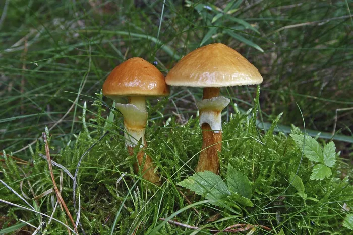 Framed Print : Golden boletus (Suillus grevillei)