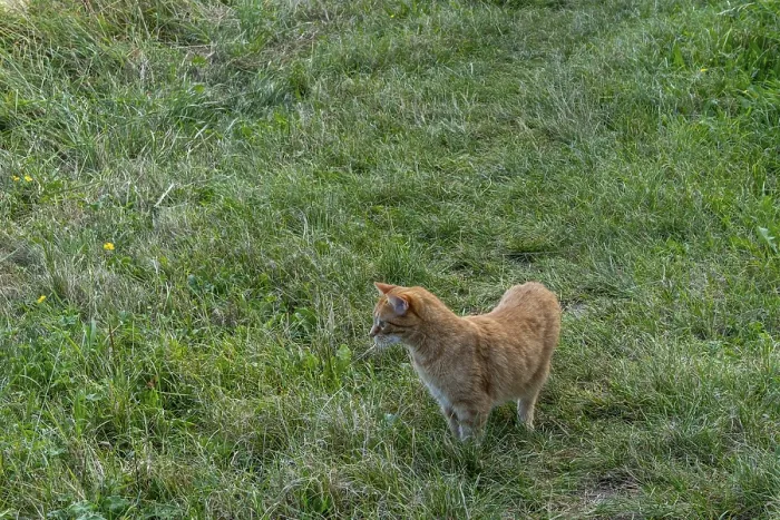 Framed Print : Golden-brown cat lurking in the meadow
