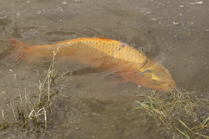 Framed Print : Golden carp (Cyprinus carpia) foraging in the shallows of a lake