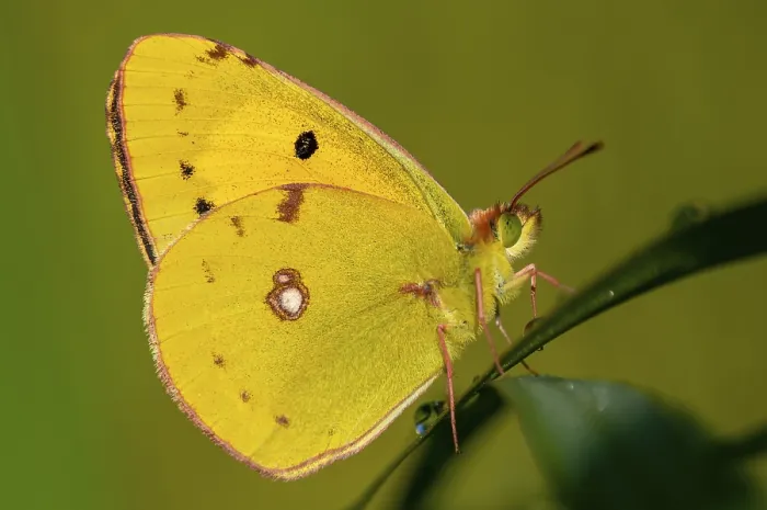 Framed Print : Golden Eight (Colias hyale), Central Macedonia