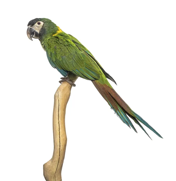 Framed Print : Golden-collared macaw perched on a branch
