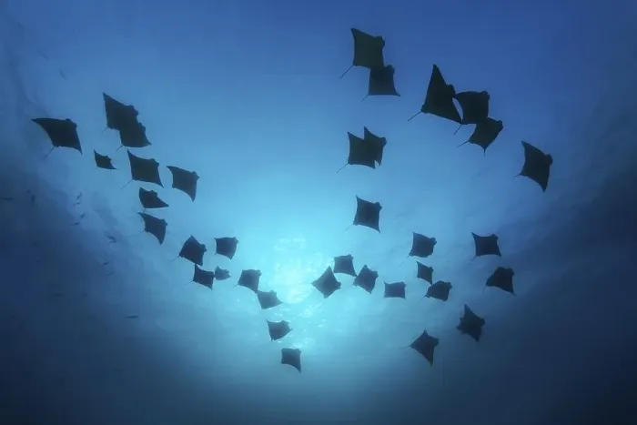 Framed Print : Many golden cownose rays, hawkrays Framed Print : Many golden cownose rays, hawkrays