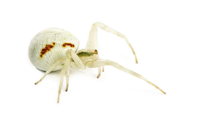 Framed Print : Golden Crab Spider, Misumena vatia in front of a white background Framed Print : Golden Crab Spider, Misumena vatia in front of a white background