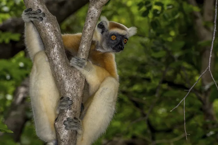 Framed Print : Golden-crowned sifaka (Propithecus tattersalli) Framed Print : Golden-crowned sifaka (Propithecus tattersalli)