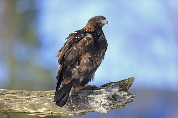 Framed Print : Golden eagle (Aquila chrysaetos)
