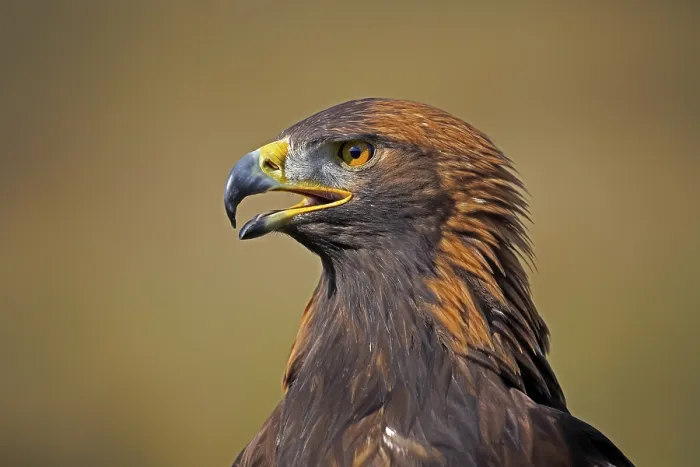 Framed Print : Golden Eagle (Aquila chrysaetos)