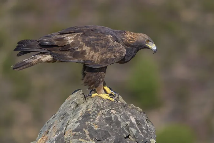 Framed Print : Golden eagle (Aquila chrysaetos)