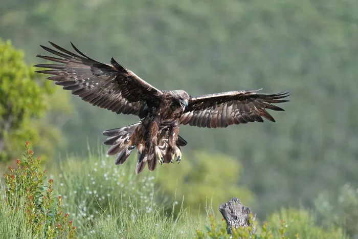 Framed Print : Golden eagle (Aquila chrysaetos) approaching its perch