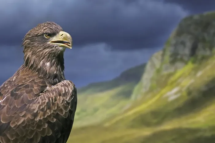 Framed Print : Golden eagle (Aquila chrysaetos) close-up portrait in the Scottish Highlands