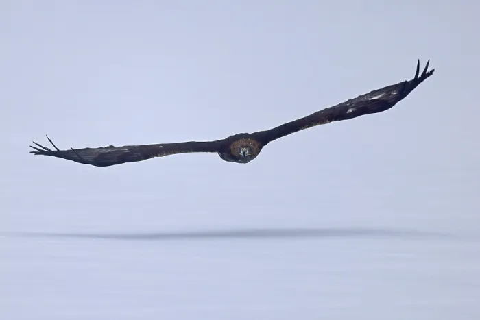 Framed Print : Golden eagle (Aquila chrysaetos) flies Framed Print : Golden eagle (Aquila chrysaetos) flies