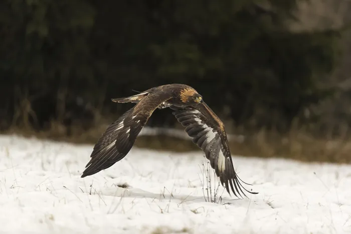 Framed Print : One golden eagle (Aquila chrysaetos) flying over a snowy meadow