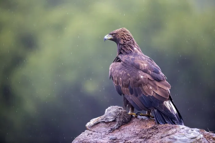 Framed Print : Golden Eagle (Aquila chrysaetos) juvenile perched on the ground with prey Framed Print : Golden Eagle (Aquila chrysaetos) juvenile perched on the ground with prey