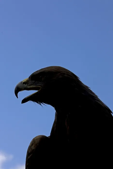 Framed Print : Golden Eagle (aquila chrysaetos), Silhouette