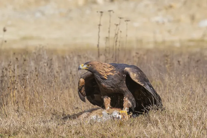 Framed Print : One golden eagle (Aquila chrysaetos) sitting in bright sunlight on a meadow