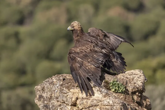 Framed Print : Golden eagle (Aquila chrysaetos) spreads wings
