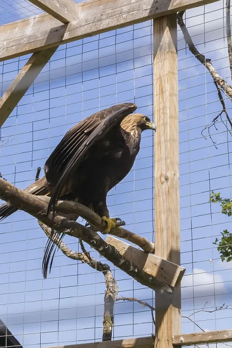 Framed Print : Golden Eagle (Aquila chrysaetos) in wire mesh cage in captivity in summer