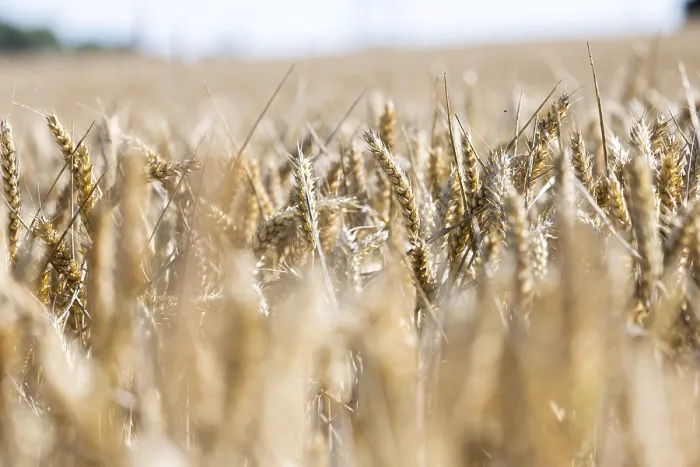 Framed Print : Golden ears of wheat in a sunny wheat field