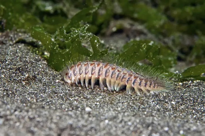 Framed Print : Golden fire worm (Chloeia flava)