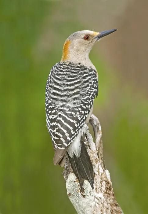 Framed Print : Golden fronted Woodpecker Melanerpes aurifrons Rio Grande City