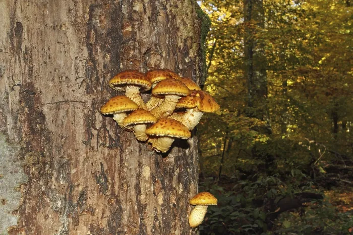 Framed Print : Golden-furred scaly fungus (Pholiota aurivella) Framed Print : Golden-furred scaly fungus (Pholiota aurivella)