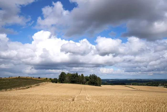 Framed Print : Golden grain on a farmland landscape in the summer with tractor tracks and a small pine forest