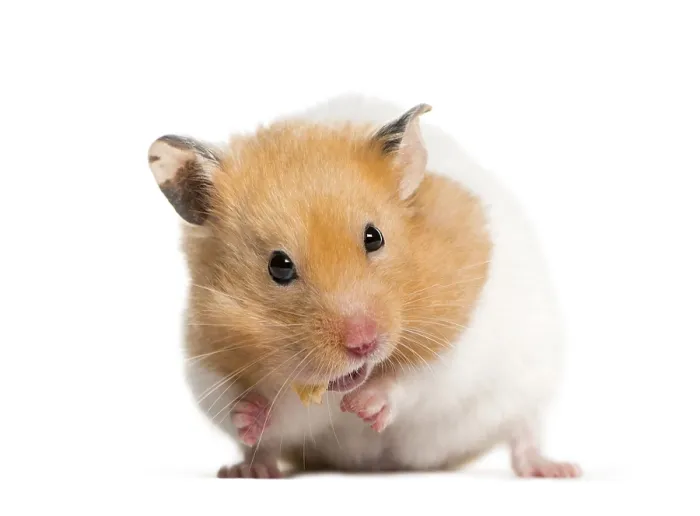 Framed Print : Golden Hamster feeding in front of white background