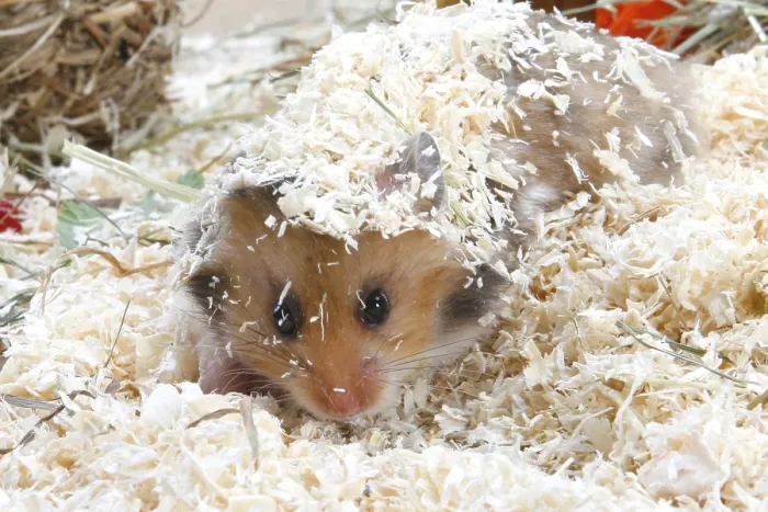 Framed Print : Golden hamster (Mesocricetus auratus) digging