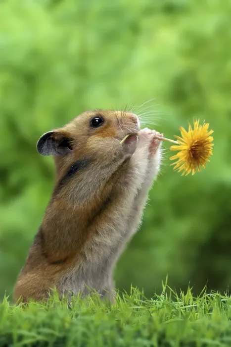 Framed Print : Golden hamster (Mesocricetus auratus) with flower