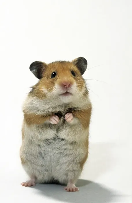 Framed Print : Golden hamster (Mesocricetus auratus) standing upright