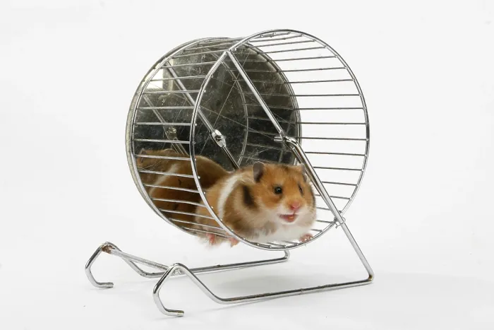 Framed Print : Golden hamster (Mesocricetus auratus) in wheel Framed Print : Golden hamster (Mesocricetus auratus) in wheel