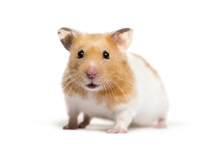 Framed Print : Golden Hamster in front of white background Framed Print : Golden Hamster in front of white background