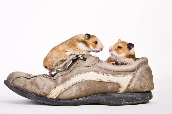 Framed Print : Golden hamsters in a shoe