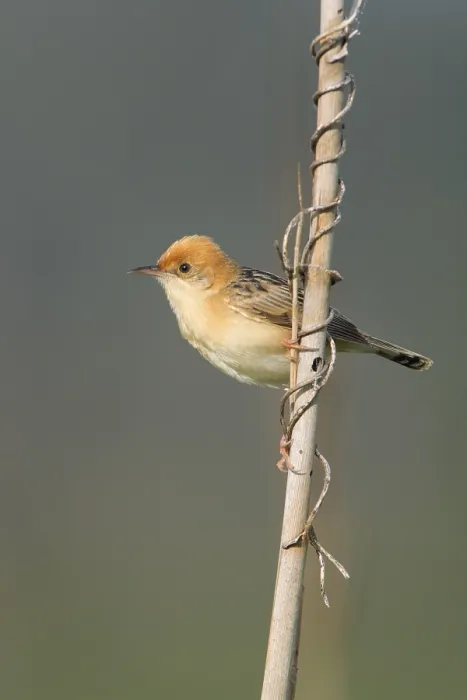 Framed Print : Golden-headed Cisticola (Cisticola exilis) male perched on a branch Framed Print : Golden-headed Cisticola (Cisticola exilis) male perched on a branch