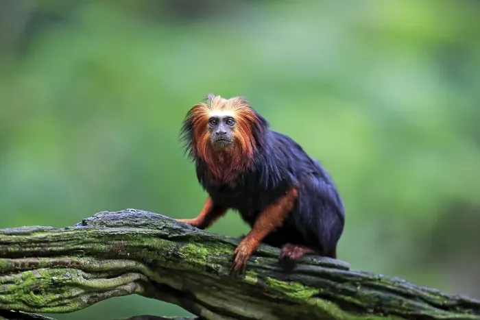 Framed Print : Golden-headed Lion Tamarin (Leontopithecus chrysomelas)