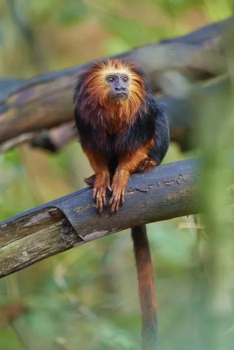 Framed Print : Golden-headed lion tamarin (Leontopithecus chrysomelas)