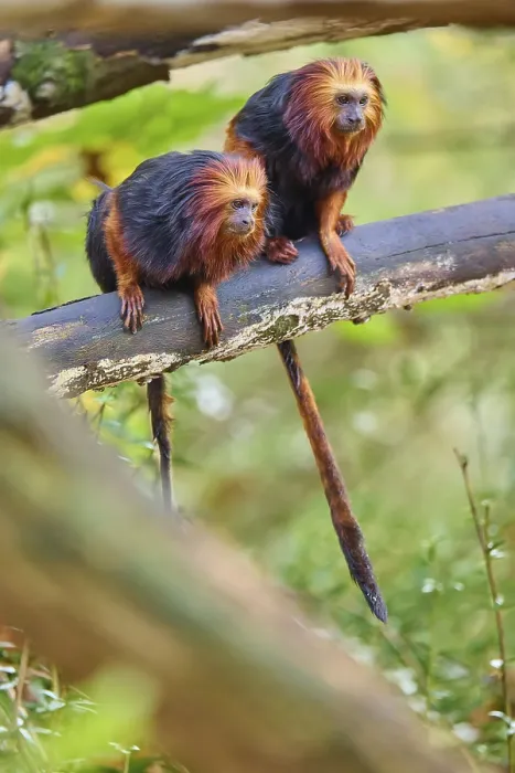 Framed Print : Golden-headed lion tamarin (Leontopithecus chrysomelas)