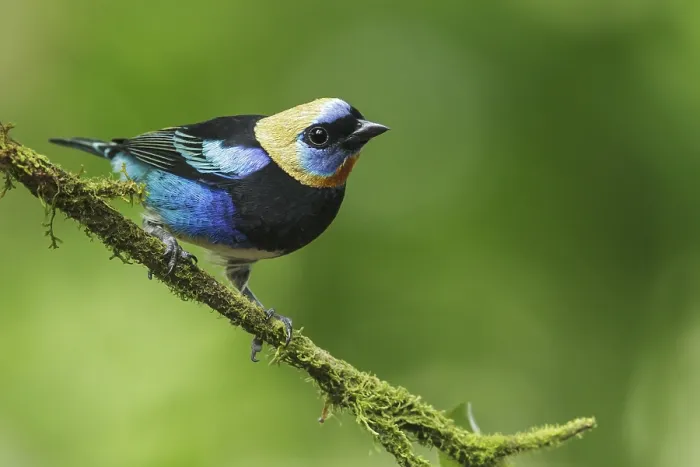 Framed Print : Golden-hooded Tanager (Tanagara larvata) perched on a branch in Costa Rica